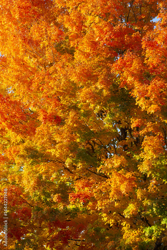Autumn fall background. Maple leaves in autumn. Autumnal landscape. Nature of fall. Natural beauty of fall. Falling leaves. Fallen leaves autumn wallpaper. Autumn leaves. Fall foliage.