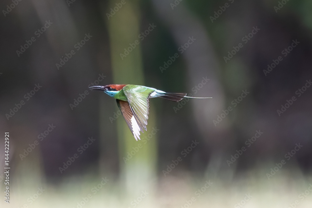 Obraz premium The Green Bee – eater / little green bee-eater birds are flying beautifully to play happily in the natural pond.