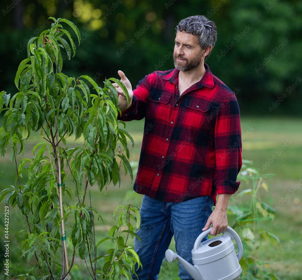 Mature gardener growing plants in garden. Gardener plant tree in backyard. Gardener man plant tree. Gardening with watering can. Home garden. Yard with fruit tree. Gardener planting tree at orchard.