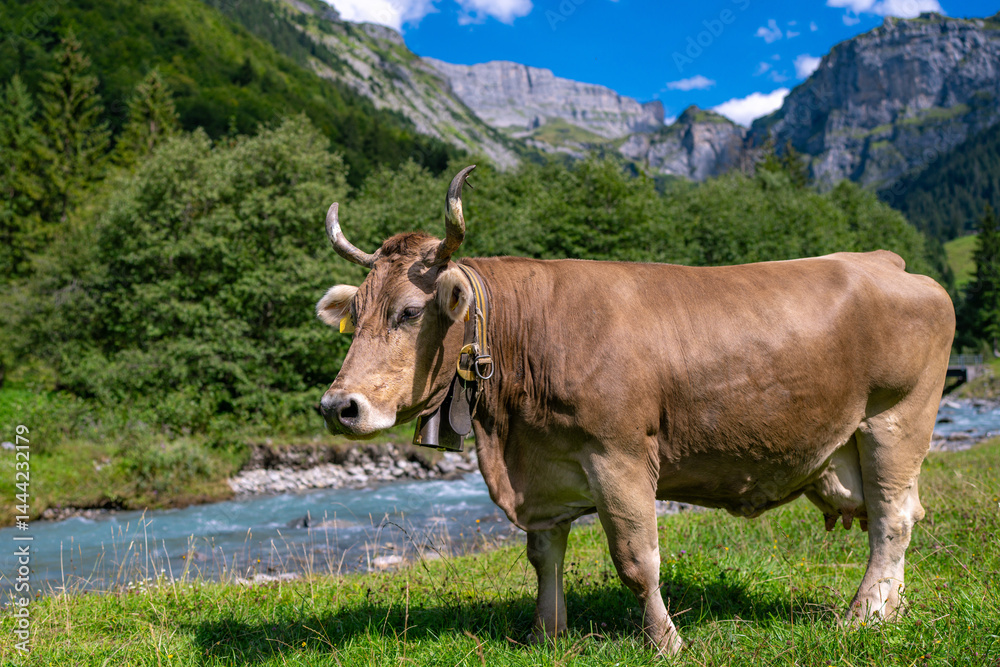 Cow standing in a green pasture. Cow in the field. Livestock grazing in the countryside. Farm life with cattle and calves. Cow in a rural landscape. Ranch with grazing bovine. Dairy cow.