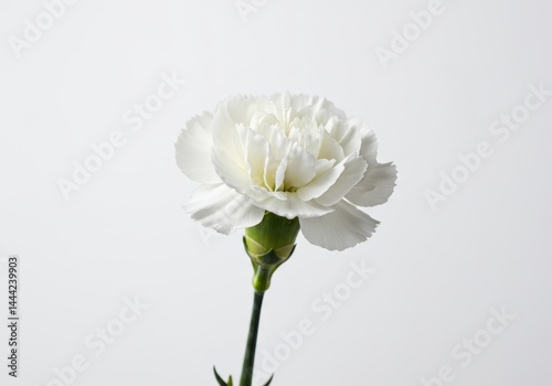 A single white carnation flower with a green stem isolated on a plain white background in a studio shot
