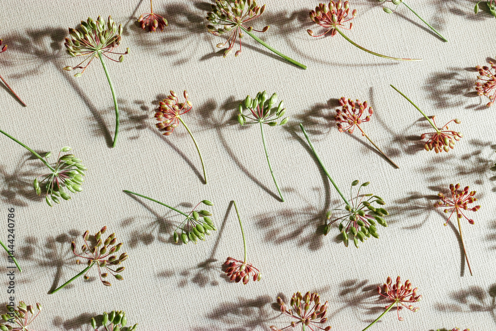 Pattern of dill flowers on light background with shadows from sunlight, top view of dry dill seeds on beige paper, natural botanical autumn aesthetics still life, green and red-brown color