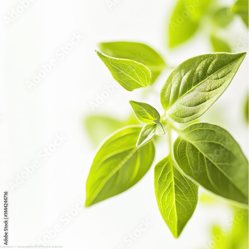 Fresh oregano leaves vibrant green aromatic herb close-up white background culinary ingredient organic glossy texture botanical detail studio lighting high resolution stock photography