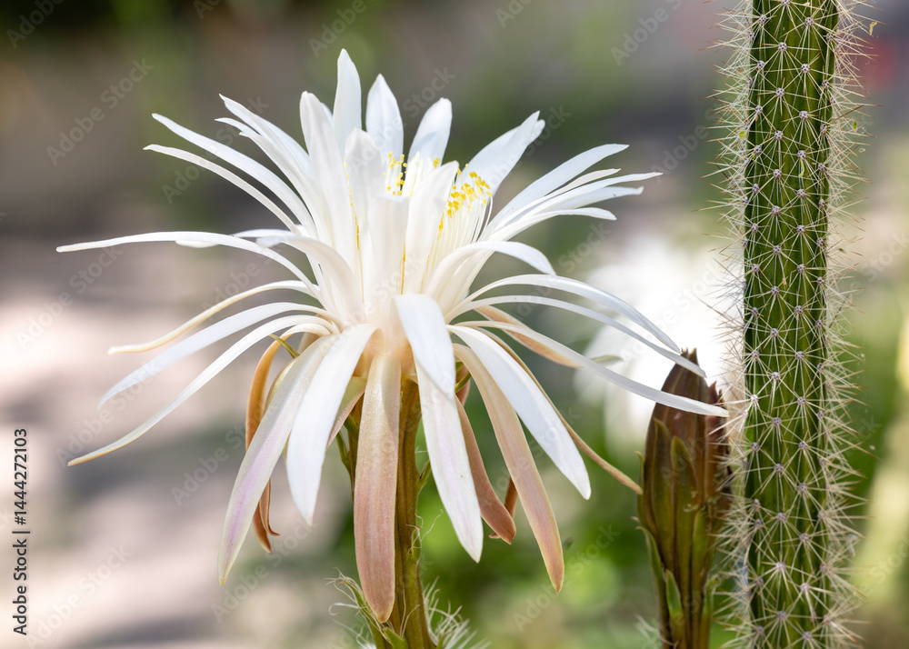 Big white cactus flowers bloom in the spring in the Sonoran Desert of Tucson Arizona