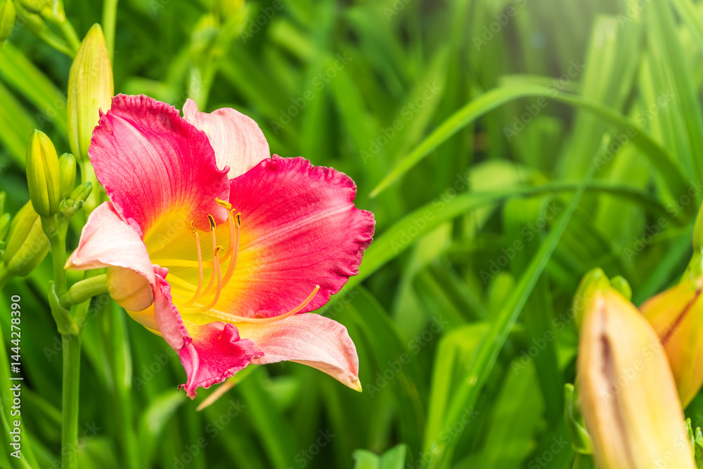 Close up of a pink daylily flower in bloom
