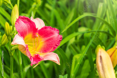 Obraz na płótnie Close up of a pink daylily flower in bloom w salonie
