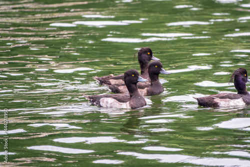 Obraz na płótnie Male tufted duck, Aythya fuligula, swim in the pond w salonie