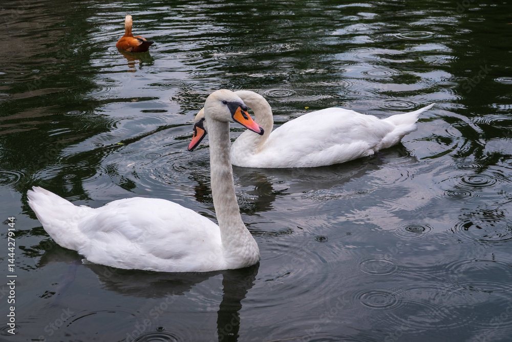 Two Graceful white Swans swimming in the lake, swans in the wild