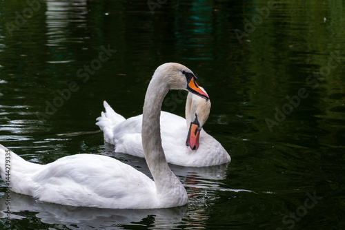 Obraz na płótnie Two Graceful white Swans swimming in the lake, swans in the wild w salonie