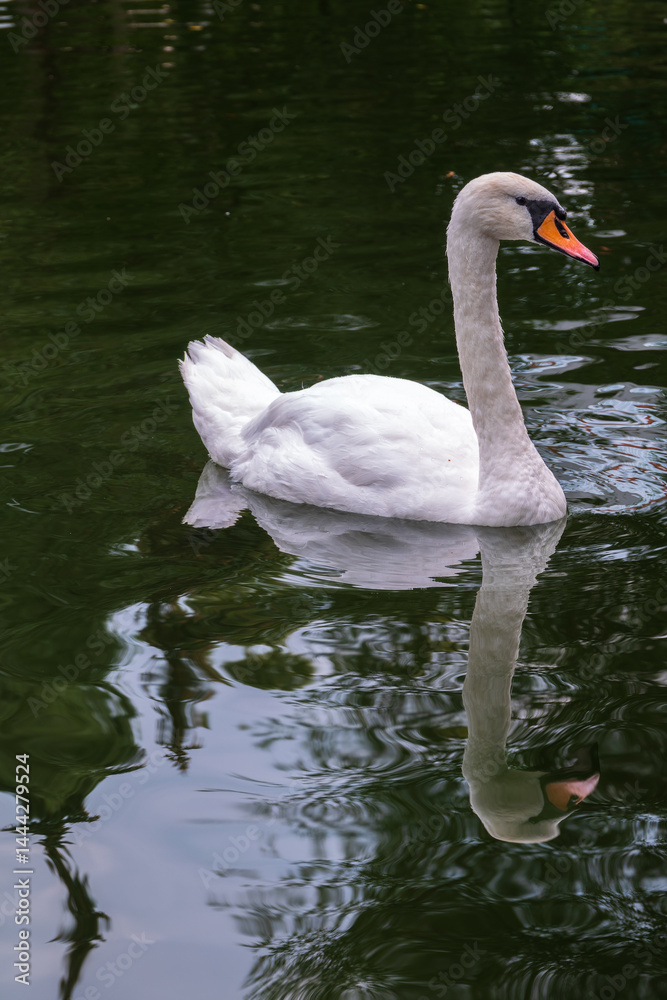 A graceful white swan swimming on a lake with dark water. The white swan is reflected in the water