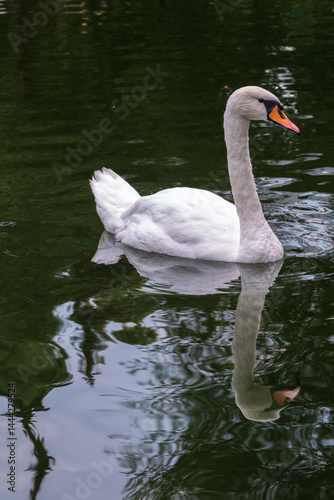Obraz na płótnie A graceful white swan swimming on a lake with dark water. The white swan is reflected in the water w salonie