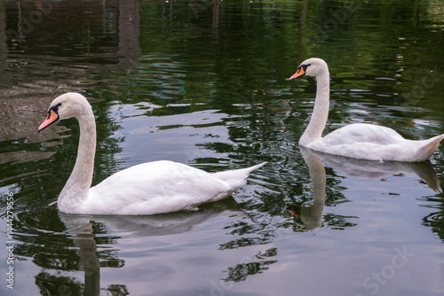 Two Graceful white Swans swimming in the lake, swans in the wild