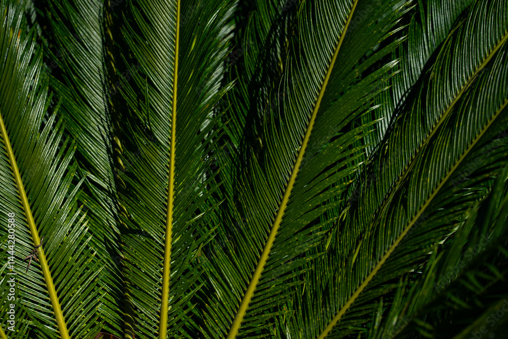 Pattern of palm leaves. Palm background. Green leaves wallpaper. Exotic jungle foliage. Green leaves tropical greenery. Green pattern. Palm leaves backdrop. Green palm background.