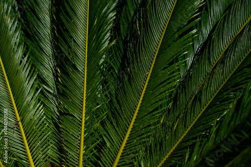 Obraz na płótnie Pattern of palm leaves. Palm background. Green leaves wallpaper. Exotic jungle foliage. Green leaves tropical greenery. Green pattern. Palm leaves backdrop. Green palm background. w salonie
