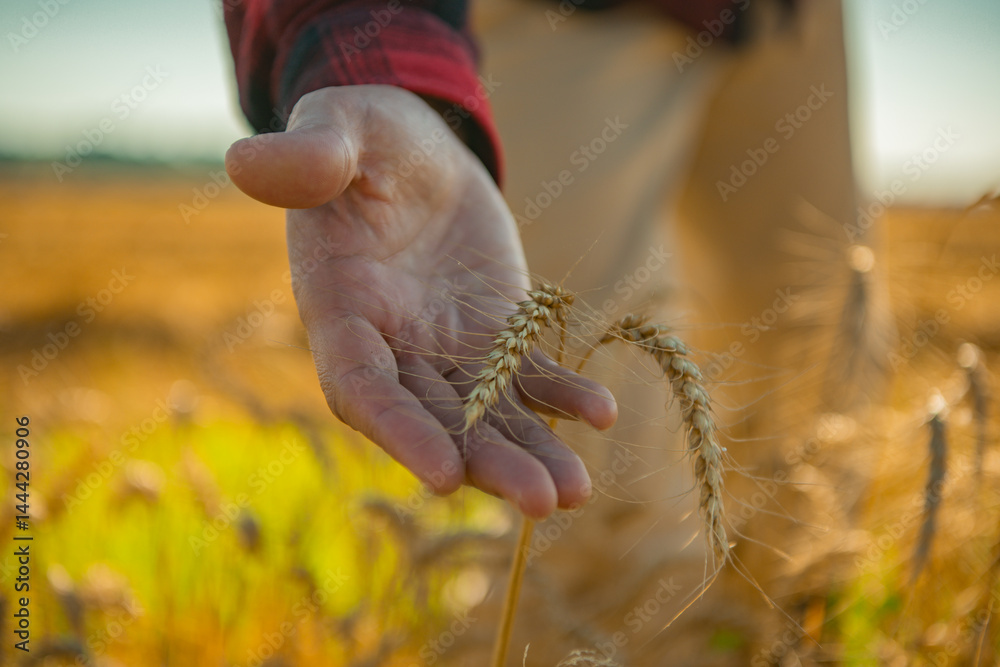 Farmers hand touching wheat. Cereal crops ready for harvest. Growth of wheat. Organic wheat field. Harvest season. Hand holding ripe spikelets. Wheat spikes harvest.