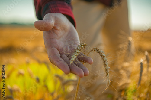 Farmers hand touching wheat. Cereal crops ready for harvest. Growth of wheat. Organic wheat field. Harvest season. Hand holding ripe spikelets. Wheat spikes harvest.