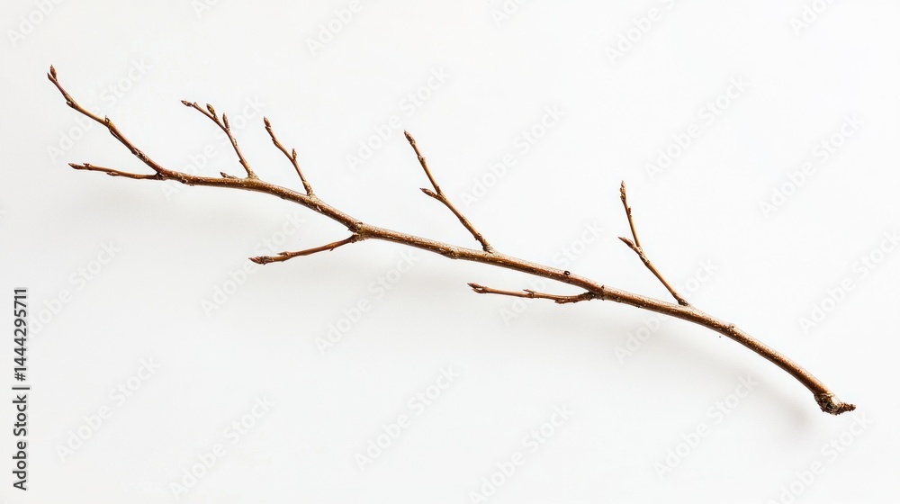 A solitary twisted willow twig with elegant lines, captured in macro, white background A solitary twisted willow twig with elegant lines, captured in macro, white background