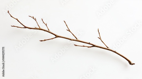 A solitary twisted willow twig with elegant lines, captured in macro, white background