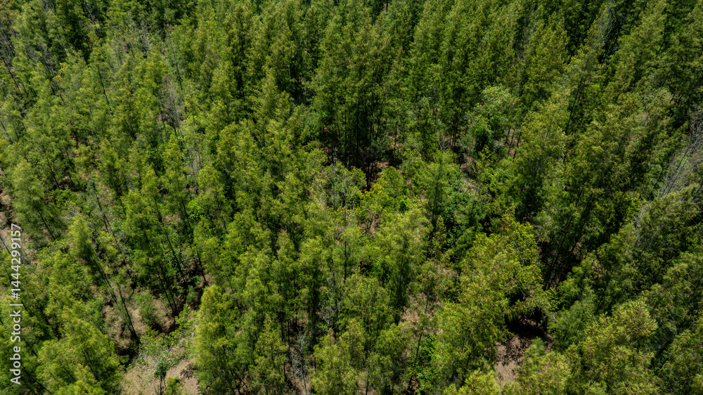 aerial view of dark green forest Abundant natural ecosystems of rainforest. Concept of nature forest preservation and reforestation.
