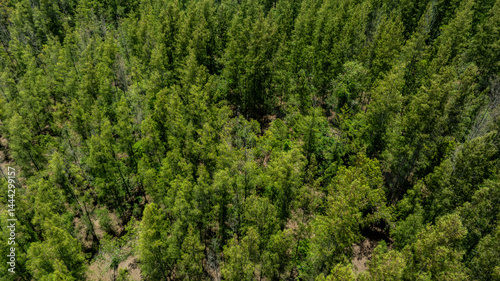 Obraz na płótnie aerial view of dark green forest Abundant natural ecosystems of rainforest. Concept of nature forest preservation and reforestation. w salonie