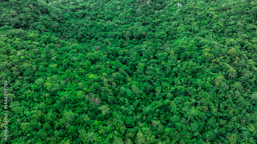 aerial view of dark green forest Abundant natural ecosystems of rainforest. Concept of nature forest preservation and reforestation.