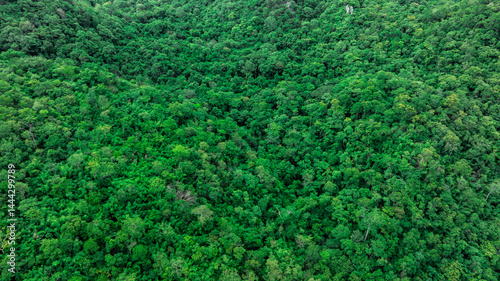 Obraz na płótnie aerial view of dark green forest Abundant natural ecosystems of rainforest. Concept of nature forest preservation and reforestation. w salonie