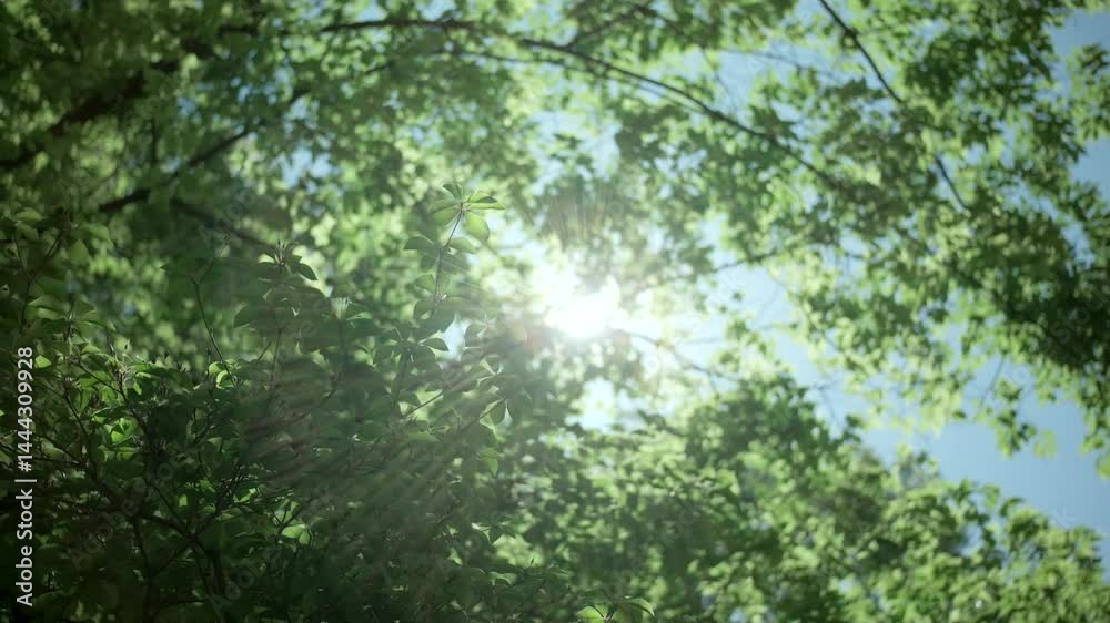 さわやかな朝の太陽の眩しい日差しと光でキラキラ輝く木々の葉のきらめきと木漏れ日　自然の緑の丸ボケとやわらかい日光の背景　アウトドア・季節・夏・はじまり・洗濯・天気晴れの風景
