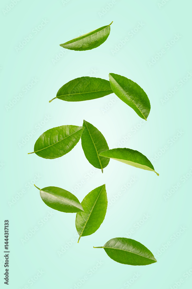 Fototapeta premium Citrus leaves levitation on light green background.