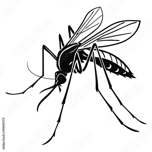 black spider vector