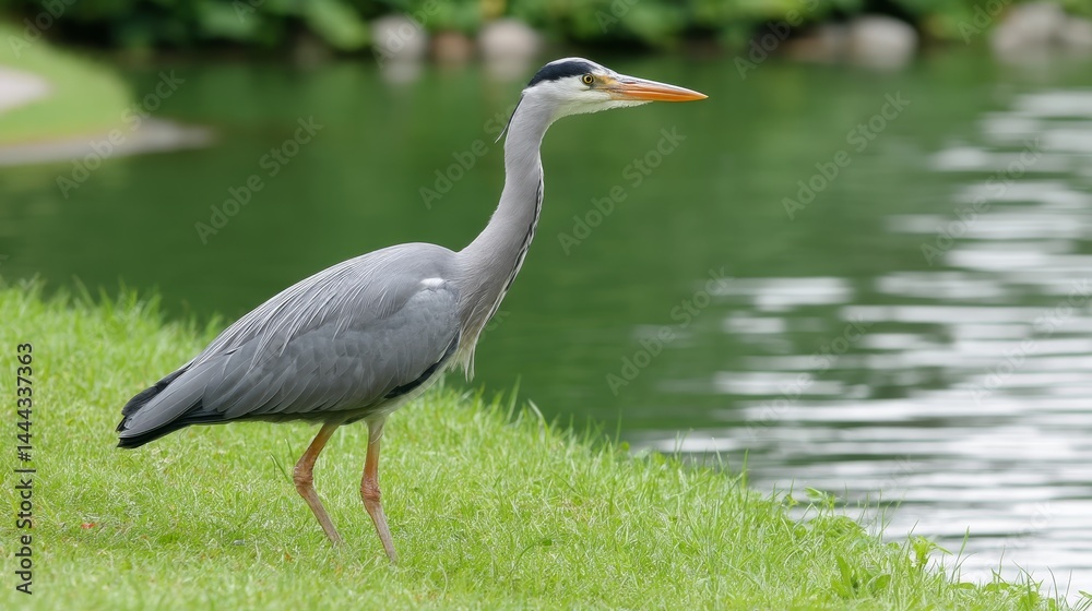Naklejka premium A sophisticated heron stands gracefully in shallow water, mirroring its form in the stillness, with lush greenery softly blurred in the background