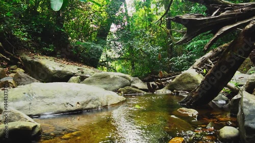 stream flowing in the ever green forest	