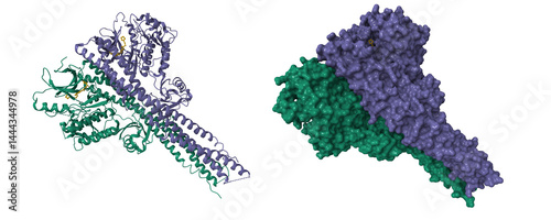 Crystal structure of TANK-binding kinase 1 (TBK1) with inhibitor bound. 3D cartoon and molecular surface models, chain id color scheme, pdb 4iwp