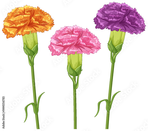 Colorful Carnations Vector Illustration