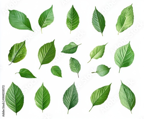 green leaves isolated