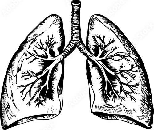 Exploring lung anatomy and function medical illustration clinical environment educational perspective health concept