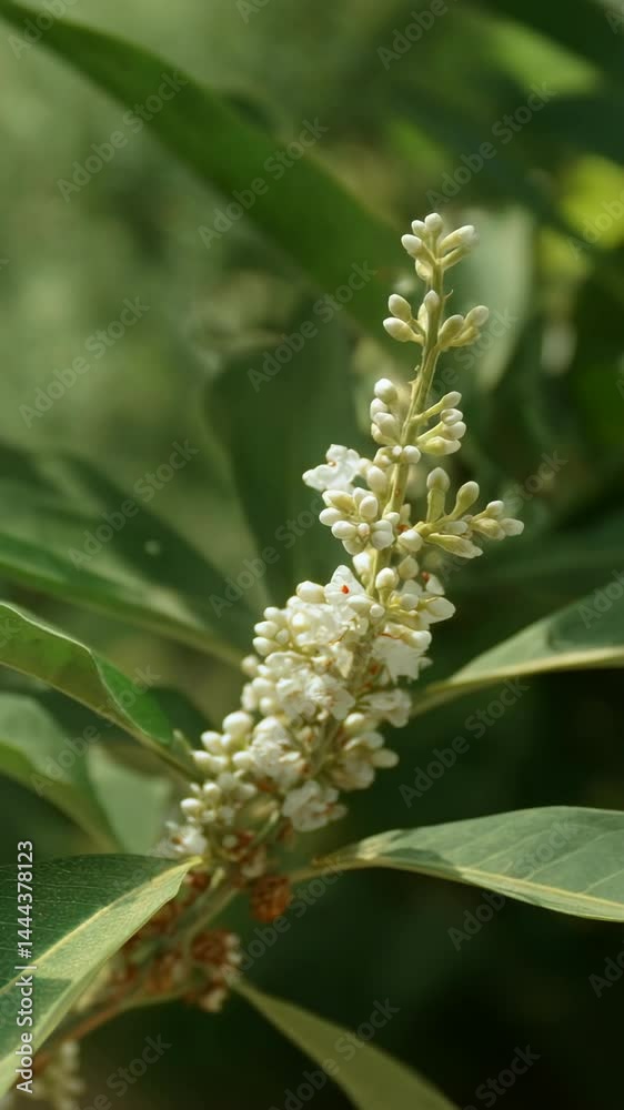 Delicate white flowers bloom densely on a slender stalk, surrounded by vibrant green leaves in soft sunlight. Delicate white flowers bloom densely on a slender stalk, surrounded by vibrant green leaves in soft sunlight.