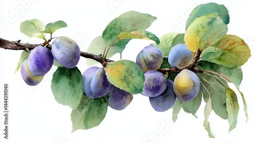 Organic food watercolor depicting a branch of ripe plums surrounded by green leaves in a natural setting