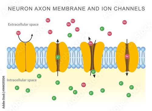 Neuron axon membrane and ion channels