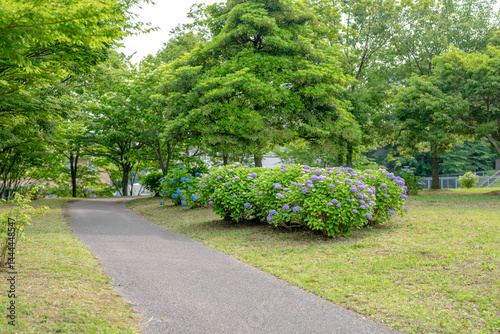 On a sunny day in Kanazawa City, Ishikawa Prefecture, Japan, colorful hydrangeas bloom in a park overlooking the city. The peaceful early summer scene is filled with greenery and clear blue skies.