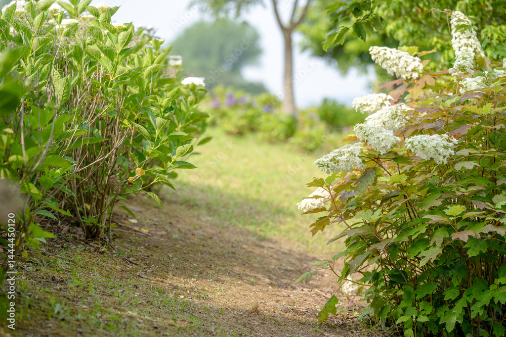 On a sunny day in Kanazawa City, Ishikawa Prefecture, Japan, colorful hydrangeas bloom in a park overlooking the city. The peaceful early summer scene is filled with greenery and clear blue skies.