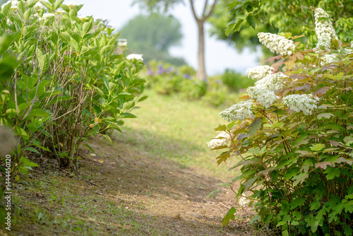 Obraz na płótnie On a sunny day in Kanazawa City, Ishikawa Prefecture, Japan, colorful hydrangeas bloom in a park overlooking the city. The peaceful early summer scene is filled with greenery and clear blue skies. w salonie