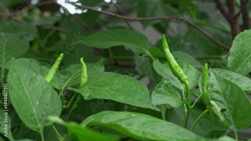 Wallpaper Mural Fresh green chili peppers growing on a plant with lush green leaves, captured in natural light. Perfect for organic food, gardening, or agricultural content. Torontodigital.ca