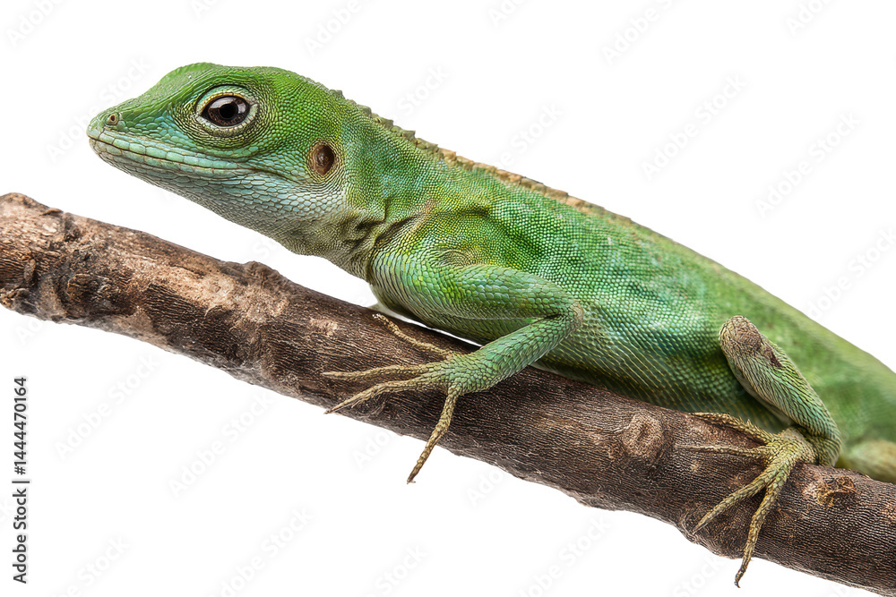 Fototapeta premium Close-up of vibrant green lizard resting on a branch against a black background, cut out