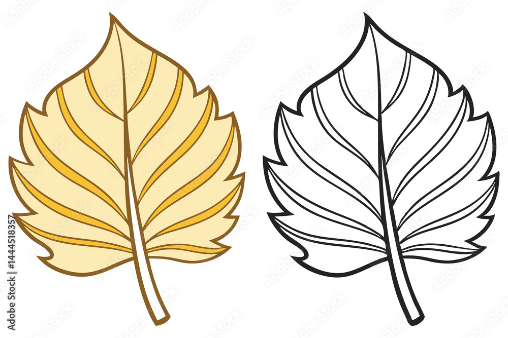 Obraz premium Autumn aspen leaf shows color and outline version against a white background