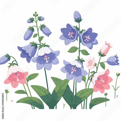 flower, bellflower, summer, plant, botanical, purple, spring, blossom, blue, floral, illustration, green, flora, campanula, isolated, bloom, leaf, bell, background, bluebell, nature, design, bouquet, 