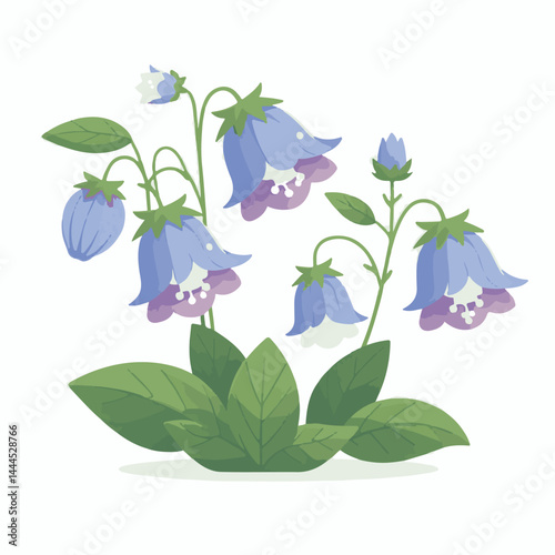 flower, bellflower, summer, plant, botanical, purple, spring, blossom, blue, floral, illustration, green, flora, campanula, isolated, bloom, leaf, bell, background, bluebell, nature, design, bouquet, 