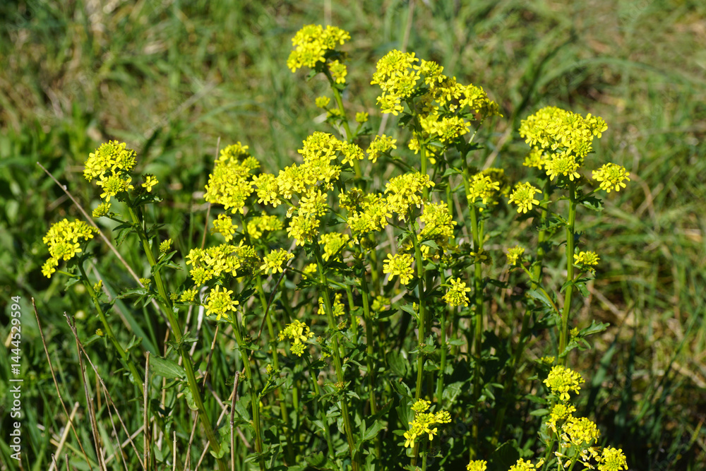 Fototapeta premium Close up yellow flowers of Wintercress (Barbarea vulgaris), family Brassicaceae. Between tall grass. Spring, April, Netherlands