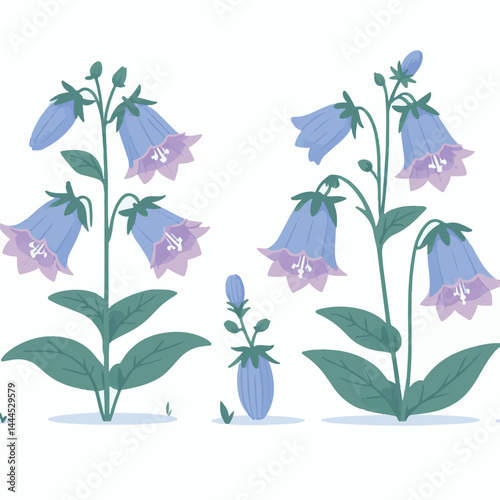 flower, bellflower, summer, plant, botanical, purple, spring, blossom, blue, floral, illustration, green, flora, campanula, isolated, bloom, leaf, bell, background, bluebell, nature, design, bouquet, 