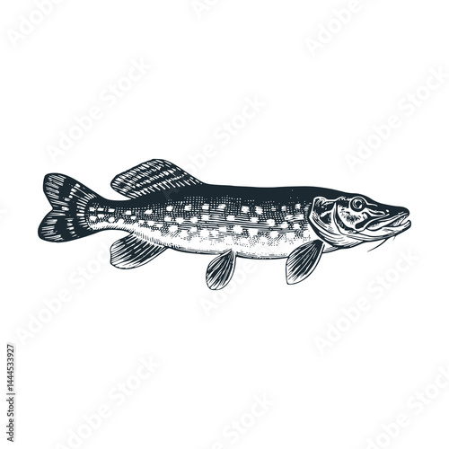 Trout fish – Black and White Icon Vector and Illustration