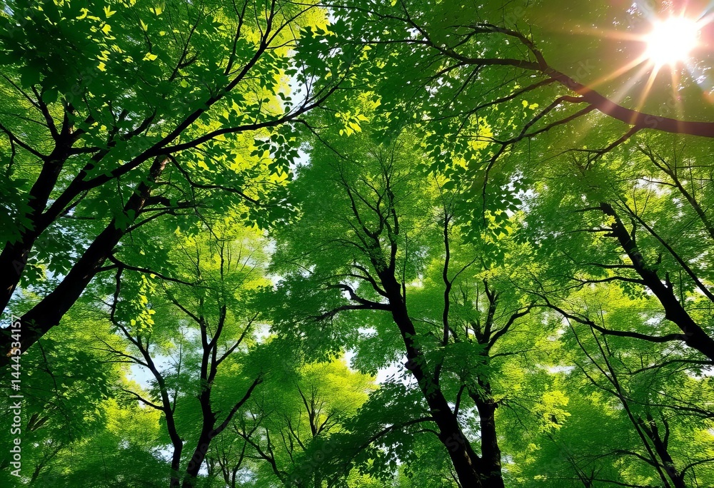 Fototapeta premium Lush green forest canopy, sunlight dappling through leaves, growth, organic